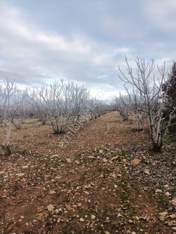 Aydın Karacasu Yaykın Mah Satılık İncirlik