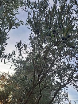 Muğla Menteşe Yerkesik 1757 M² Zeytinlik Tarla Satılıktır