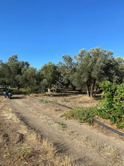 Aziziye Köyünde Su Problemi Olmayan Satılık Zeytinlik