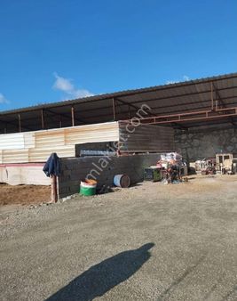 Belen Şenbük Mah.şahane Özel Bir Zeytin Bahçeli Çiftlik