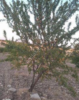 Öz Elit Emlak'tan Selendi'de Satılık 40.000 M2. Meyvalık