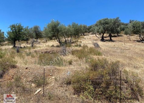 Bayındır Karahallı 1380 M2 Tek Tapu Zeytinlik Araç Takası Olur