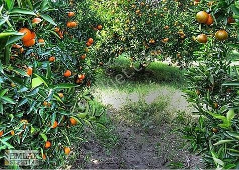 Köyceğiz Toparlar'da Satılık Narenciye Bahçe 7.675m2 9.750.000tl