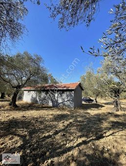 --ayvalık Yolu Üzeri Zeytinliğimiz--