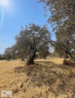 ~deniz Manzaralı Yaşam Tanesi~