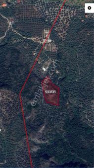 İzmir Selçuk Şirincede 4.950m2 Satılık Zeytinlik