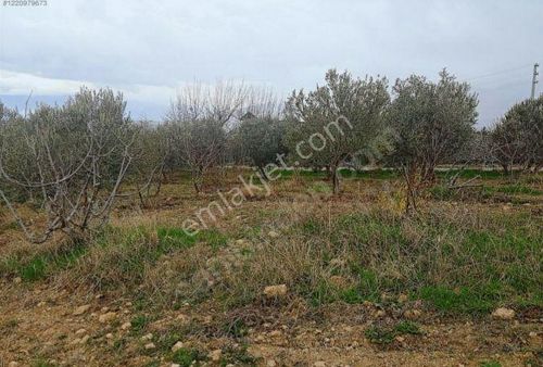 Satılık Köy Yanı Doga Icınde Arsa