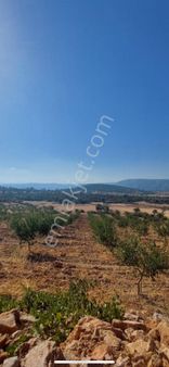 Türe Gayrimenkulden Gülnar Çavuşlarda Satılık Badem Bahçesi