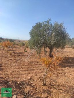 Şehitkamil İbrahimşehirde 15.800 Metrekare Arazi Satılık.