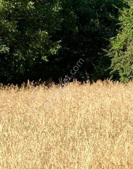 Kultak Da Üç Dönüm Tarla Denize Yakın Daha Fazla Bilgi İçin Ara