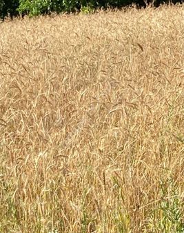 Muğla Menteşeye Yakın Mesafede Arazi Her Yere Yakın