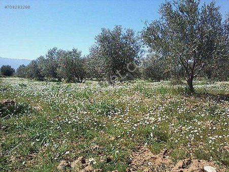 Aliağa Helvacı Merkeze Yakın Satılık Tarla