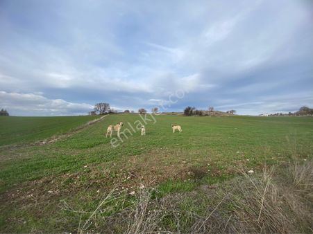 Şen Emlaktan Gümele Mahallesi Köyiçi Satılık Tarla