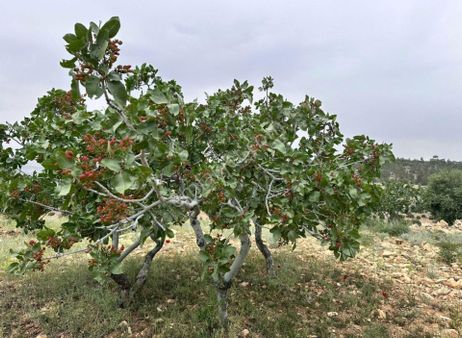 Zer Emlak'tan Mut'ta 26 Dönüm Zeytin Ve Fıstık Bahçesi