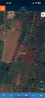 Küçükten Çakırlıda Satılık 2140 Metrekare 65 Ağaç Zeytinlik