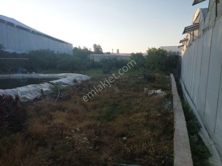 Aslıhan Gayrimenkul'den Ören Kuzeyyurt Mahallesinde Satılık Muz Ve Avakado Bahçesi