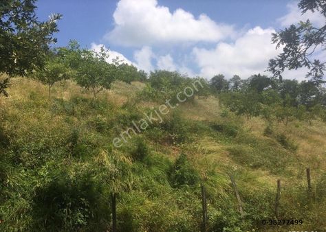 Aytaş Emlaktan Canik Gölalan Mah.de Satılık 14 Dnm Ceviz Tarlası