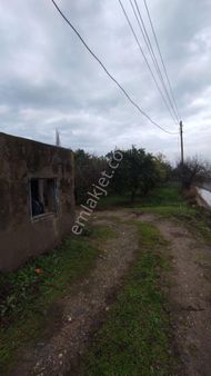 Egelimden Durasıllı Da Köşe Konumlu 1450 M2 Satılık Portakallık Ve Zeytinlik