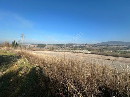 Soma Yırca Köyünde Satılık Zeytinlik