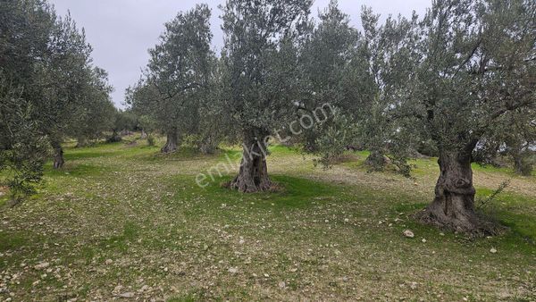Bergama Zeytindağ'da Satılık Eski Verimli Zeytinlik