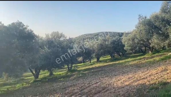 Turgutlu Nurcan Gayrımenkul'den Sinirli Mh. Satılık 9250 M² Zeytinlik