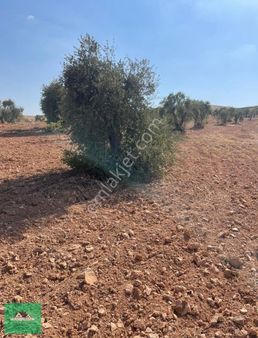 Nizip Uluyatırda 2.596 Metrekare Toki Köyüne Yakın Zeytinlik