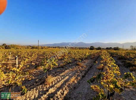 Alaşehir Kemaliye De Satılık Bağ