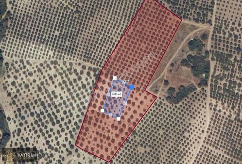 Ballıca Otobana Yakın Konumda 2083 M2 Hisseli Verimli Zeytinlik
