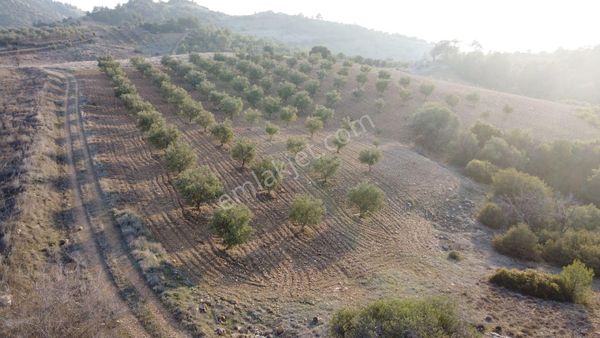 Erkuş Gyodan Takasa Açık Fırsat Zeytınlık