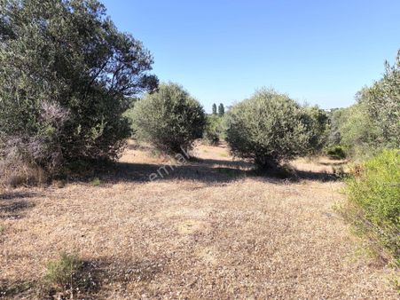 Çanakkale Lapseki Çardakta Deniz Manzaralı Satılık Tarla