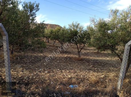 Aliağa Samurlu 13,643 M² Satılık Zeytinlik