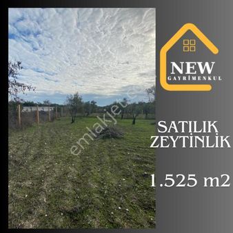 New Gyo 'dan Bakır Mevki Ana Yola Sıfır 1.525 M2 Satılık Zeytinlik