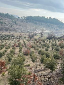 Türe Gayrimenkulden Gülnar Dedeler Mahallesinde 40 Dönüm Satılık Zeytin Bahçesi