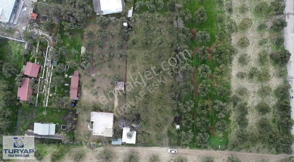 Turyap Foça'dan Ilıpınar'da Satılık Tek Tapu Zeytinlik