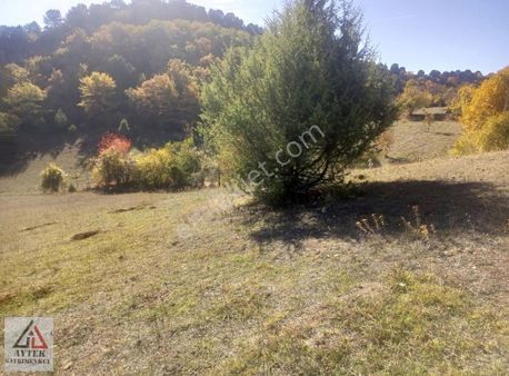Bilecik Gölpazarı Goldaginda Kelepir 1700 Tarla.