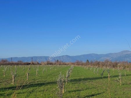 Ortaca Okçularda Yatırıma Uygun Kelepir Arsalar Satılık