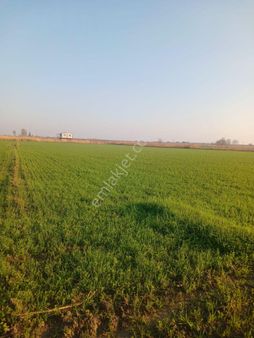 Manisa Aşağı Çobanisada Acil Satılık Yerleşim Alanına 800 Metre Sondajlı Tarla