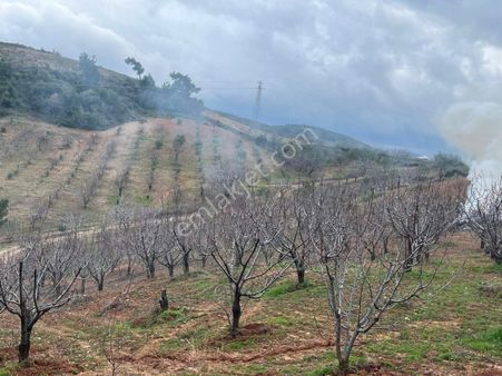 Serdar Emlak✅arazi Bahçe