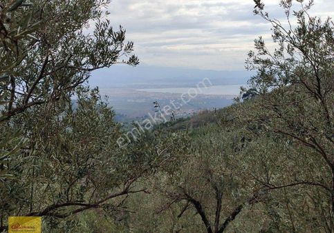 Edremit Kızılkeçili Mahallesinde Satılık Deniz Manzaralı Zeytinlik✅8500m2✅250 Ağaç✅%29 Randıman