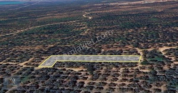 Kentmax Gayrimenkul Den Çakırlı'da 1298 M2 Zeytinlik