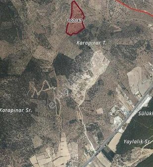 Ağaoğlu Projesi Yakınında Satılık 38 Dönüm Zeytinlik