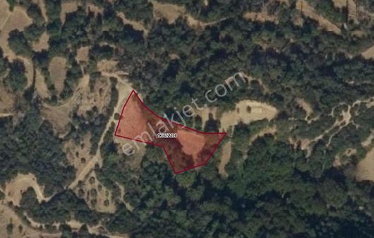 Denizli Dağmarmara'da Bağ Ve Kavaklık