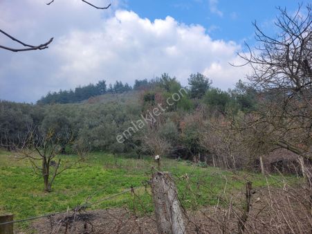 Sakarya Alifuatpaşa'da Yol Su Elektrik Mevcut Satılık Zeytinlik...