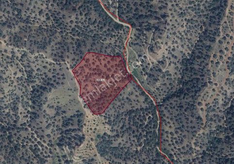 İsabeyli Ocaklı Arası Fırsat Satılık Zeytinlik