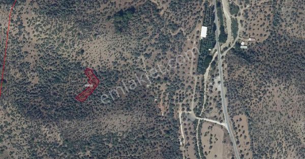 Muğla Milas'ta 1430 M2 Yatırımlık Zeytinlik Fırsatı