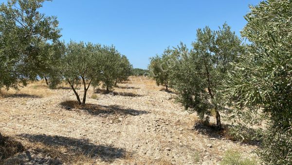 Salihlide Satılık Zeytinlik