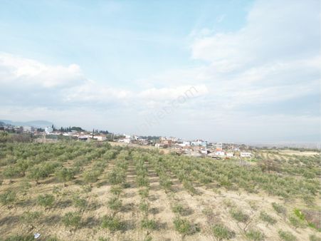 Beyaz Gayrimenkulden Karaoğlanlı 2.100 M2 Zeytinlik