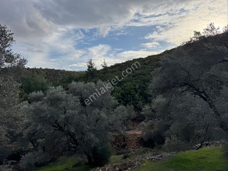 Bodrum Yalıçiftlik’te Yolu Olan Satılık Tarla