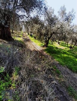 Kentmax Emlak Dan Satılık Zeytinlik