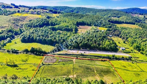 Bursa İznik Hacıosman 25 Dönüm 8 Bin Ağaç Yabanmersini